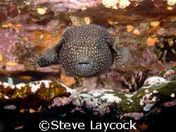 Guineafowl puffer fish, it realy does have two eyes - tha... by Steve Laycock 